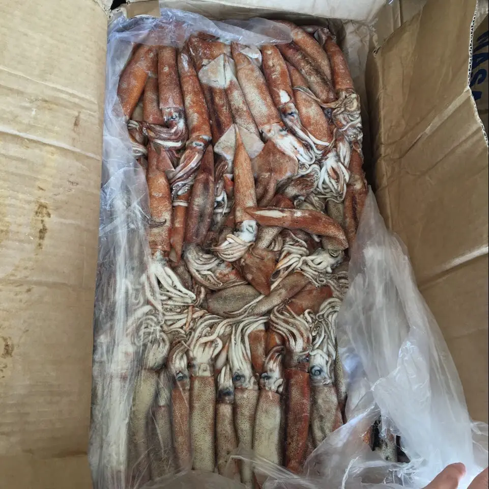 Wholesale Frozen Africa Squid For Bait - Buy Wholesale Frozen Africa 