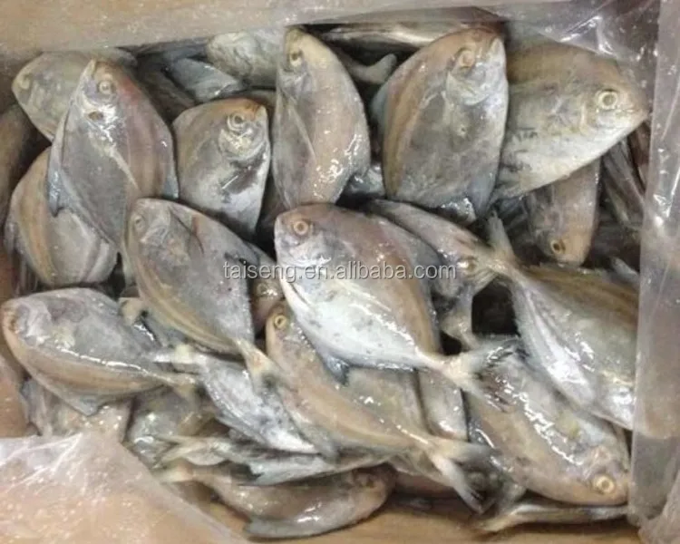 ブラックポンフレット バターフィッシュ Buy 高品質黒マナガツオ マナガツオ 冷凍黒マナガツオ 新鮮な黒マナガツオの魚 Product On Alibaba Com