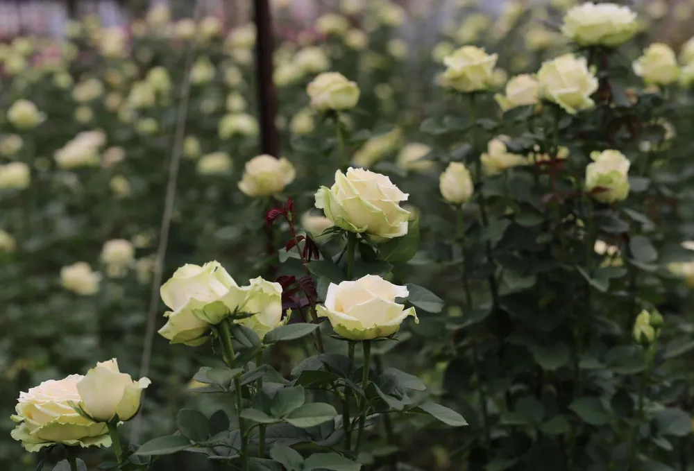 Send Flowers Online Next Day Flowers Bulk Fresh Flowers Online Acacia