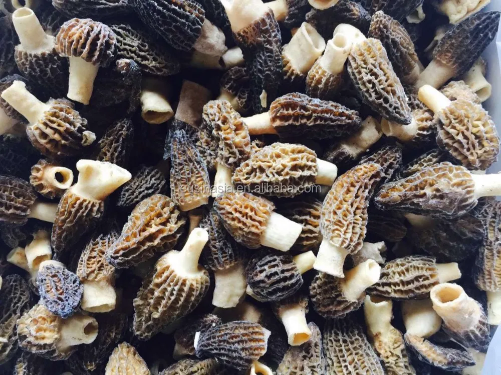 Fresh Morel Mushroom/price Of Black Morel Mushroom For Hot Sale Buy