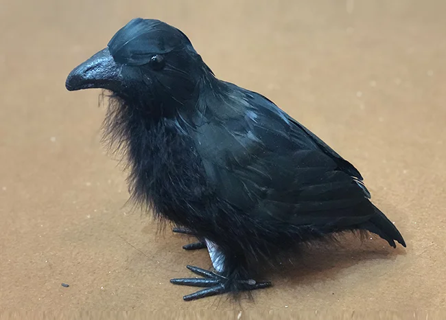 动物派对装饰羽毛乌鸦万圣节