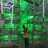 Professional Prefab Steel Structure Africa Chicken House Design for Layers