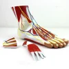 Advanced ankle joint model of foot,Model of arched foot and flat sole