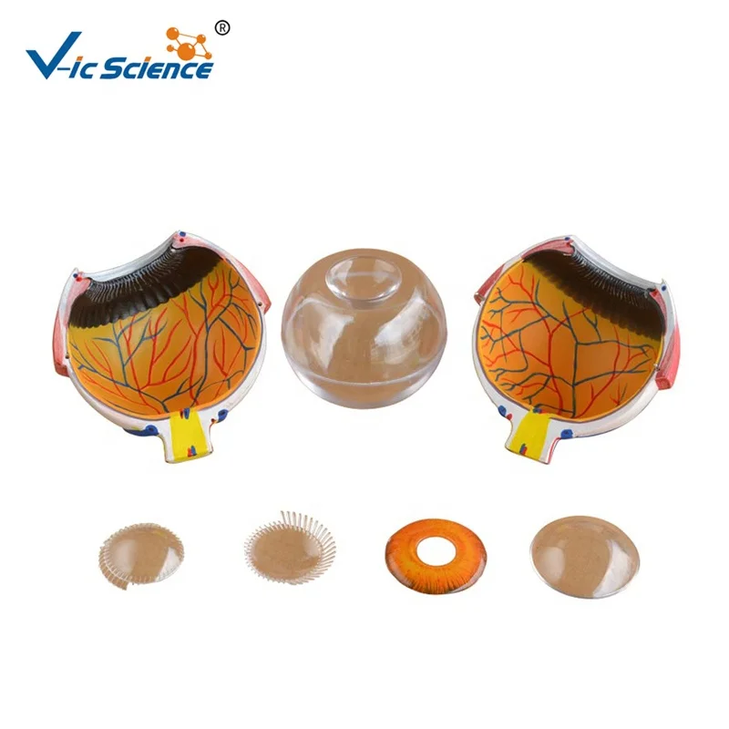 Human Anatomy Model Human Eyeball Magnification Medical Teaching