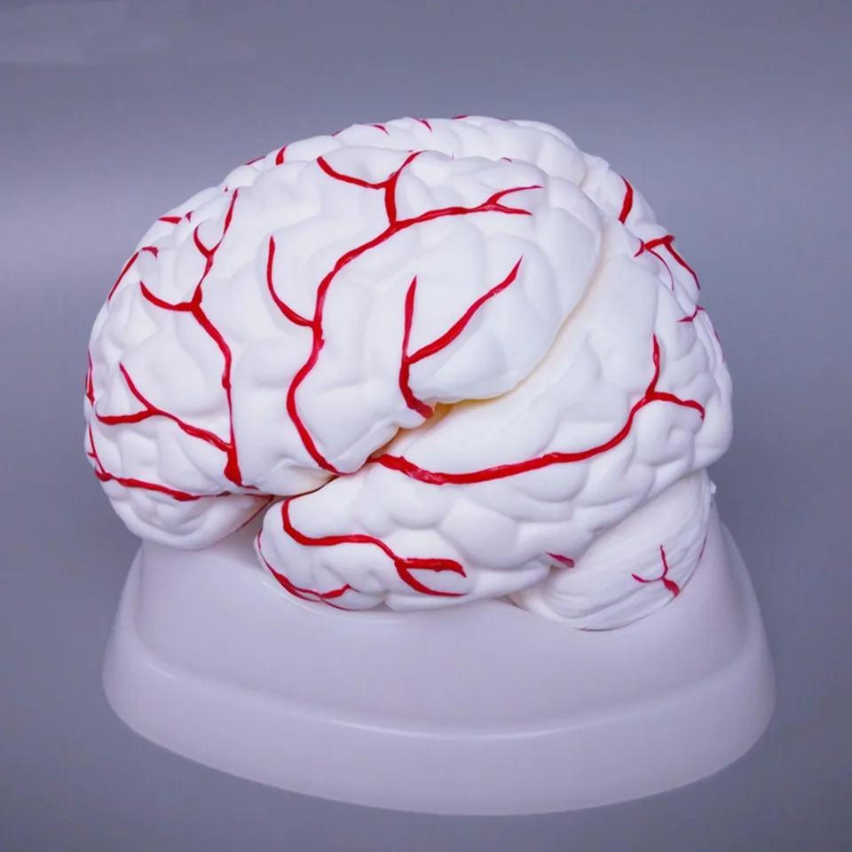 Pvc Brain Advanced Brain Model - High Quality PVC for Medical Training