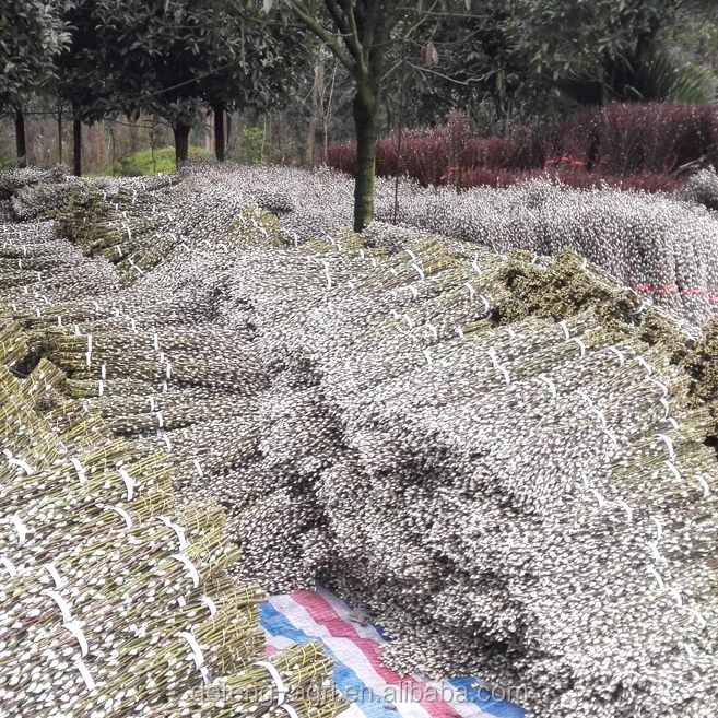 salix23