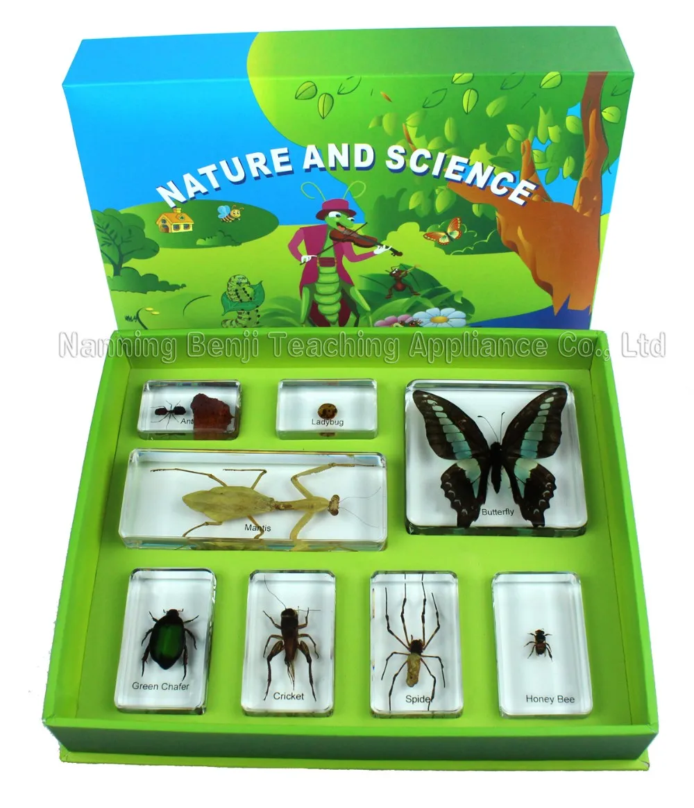 Real Insect In Resin Lucite Biological Educational Sets Toys For