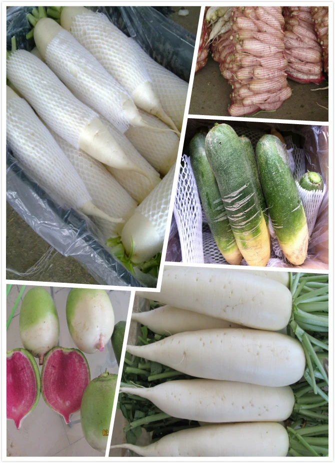 white radish wholesale factory price