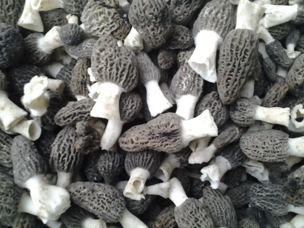 Fresh Morel Mushrooms Export Price,Dried Morel Mushrooms Buy Fresh