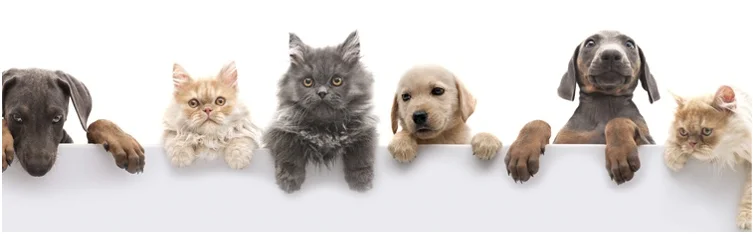 Production Description.png