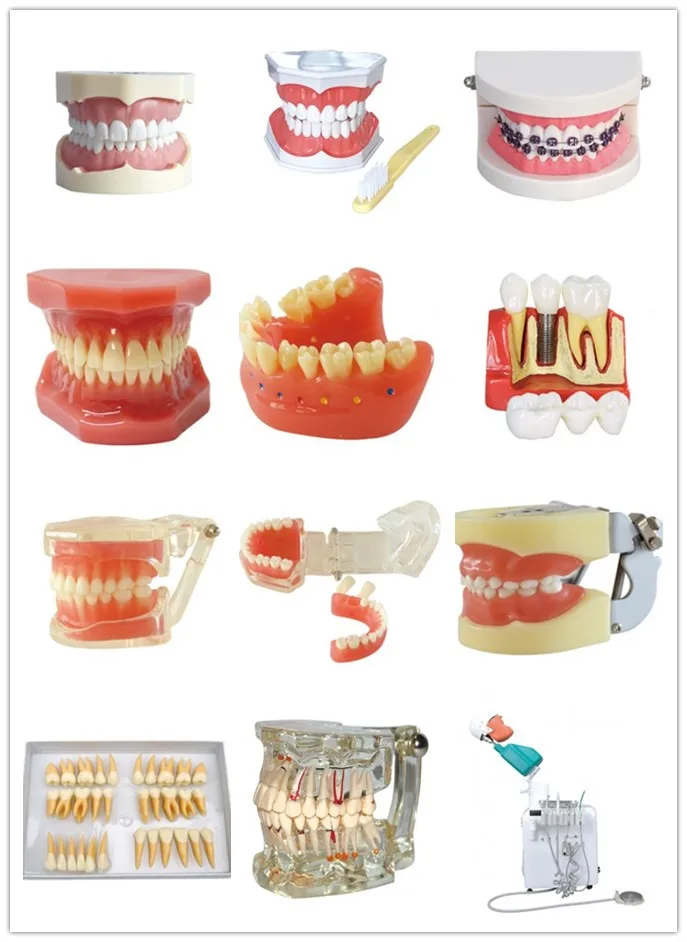 Dental Anesthesia Extraction Model