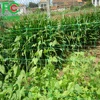 Plastic climbing plant support mesh/Gardening Net /Bean & pea netting, Plant support net for cucumber