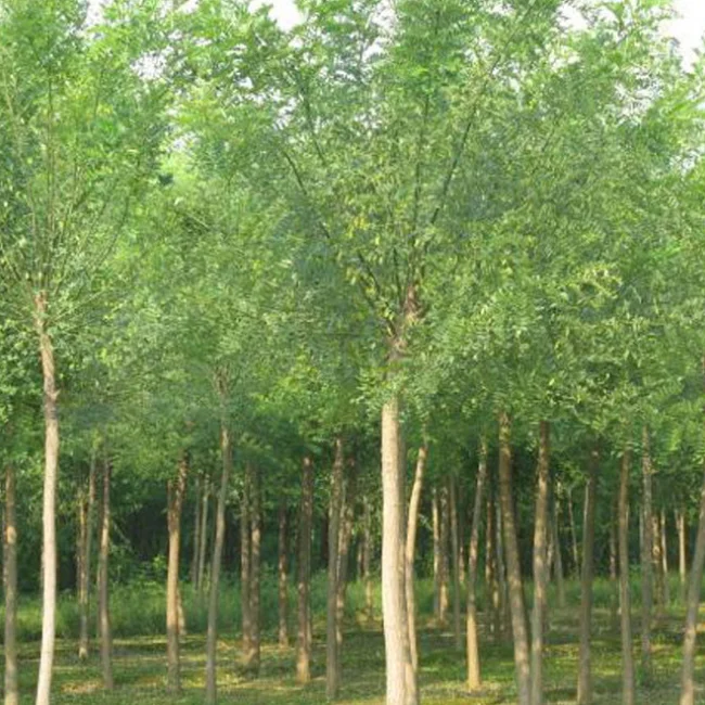  Ulmus Pumila Seeds (2).png