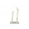 Medical Animal Model Horse Upper and Lower Skeleton Model