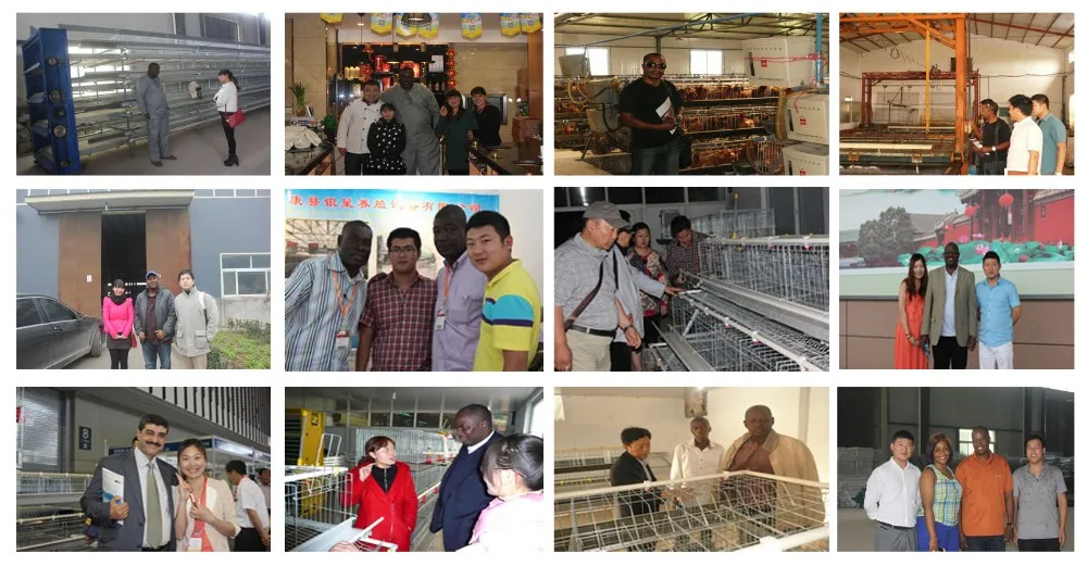 broiler battery cage system made in china for chicken pouultry farm