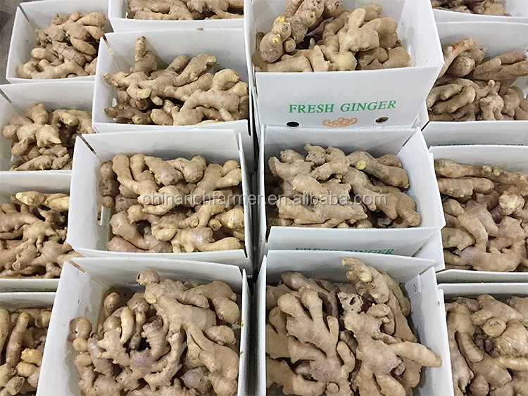 Online Wholesale Export Fresh Ginger From Professional Supplier Buy Fresh Gingerfresh Ginger