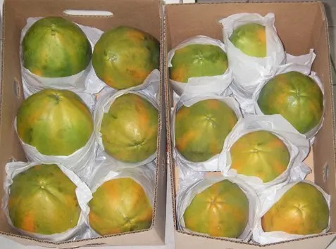 caribbean fresh papayas