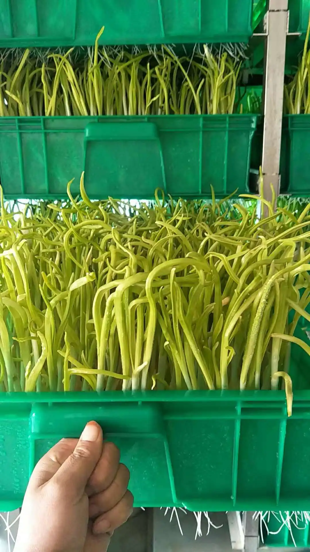 Hot Selling Commercial Bean Sprout Machine In Taiwan Buy Bean Sprout
