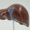 Unique design visceral bag suture material