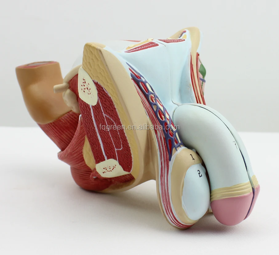 Reproductive System Male Genital Organ Model - Buy Male Genital Organs ...