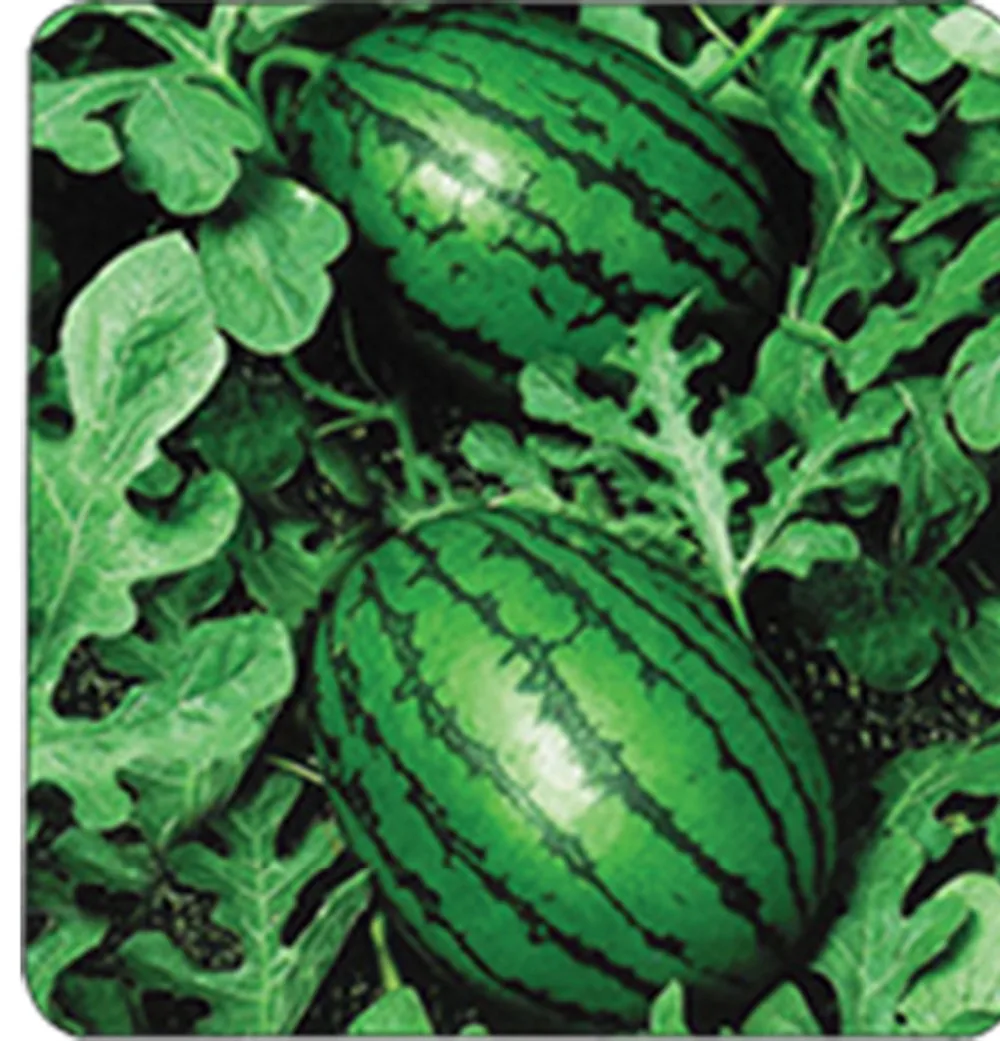 cucumber watermelon hybrid