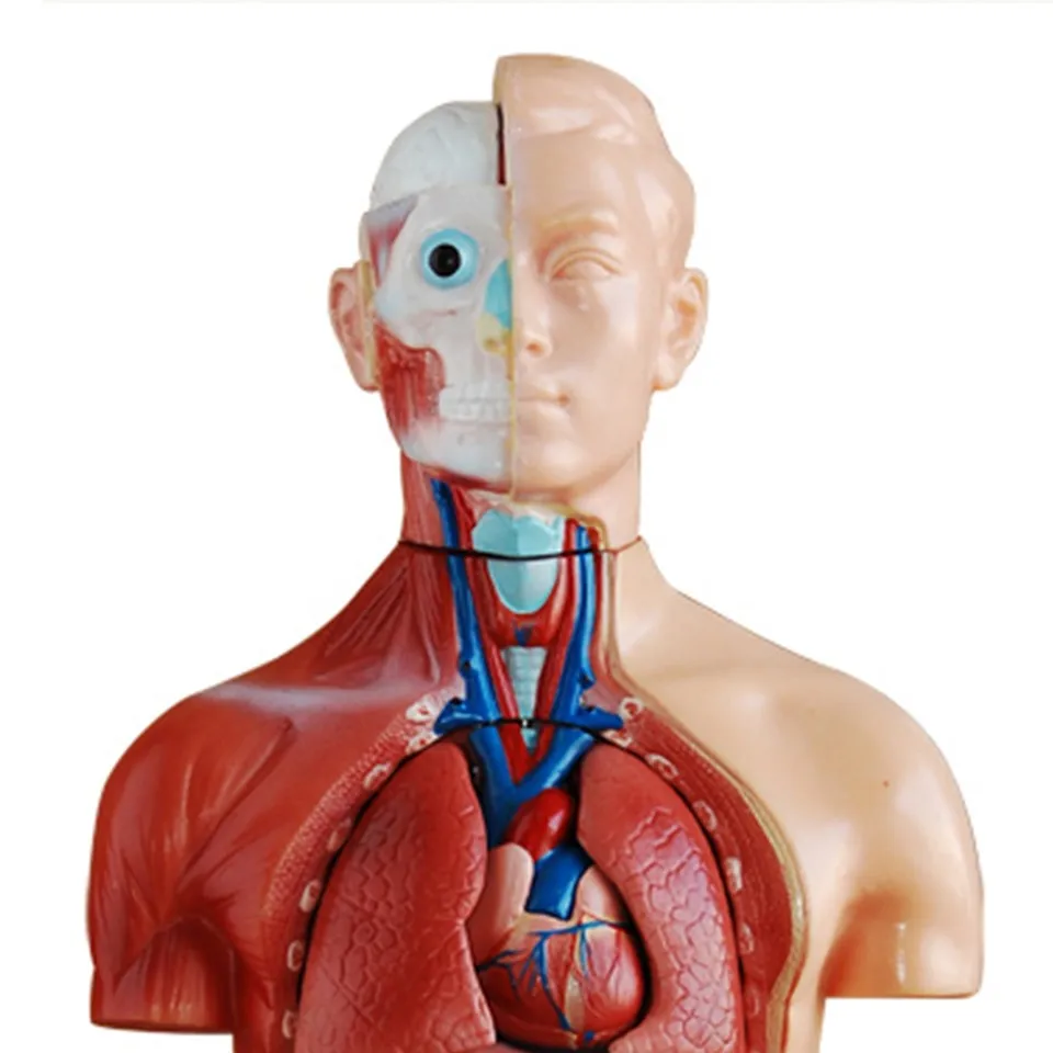 Human torso model labeled organs