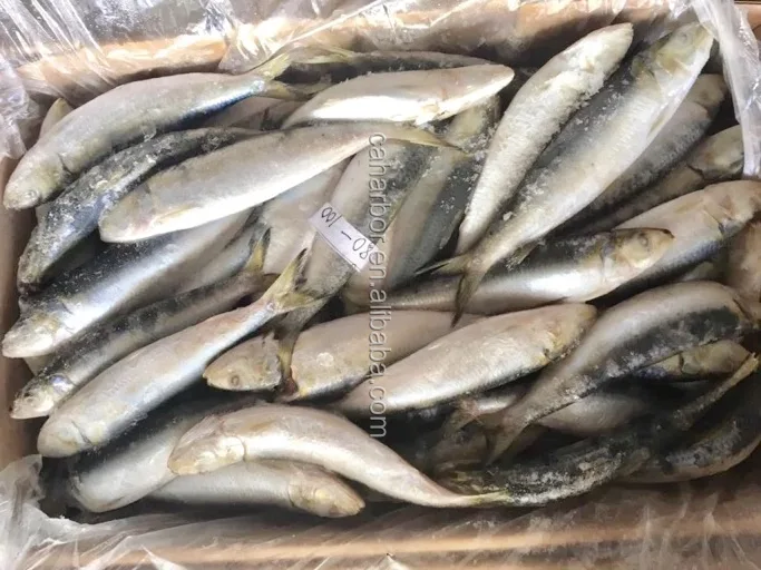 Frozen Sardine For Bait All Types of Sardine Fish on Sale