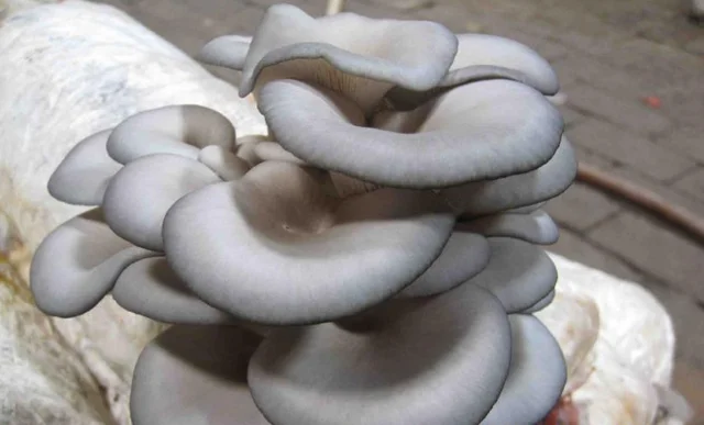 source dried pleurotus ostreatus chinese oyster mushroom on m.