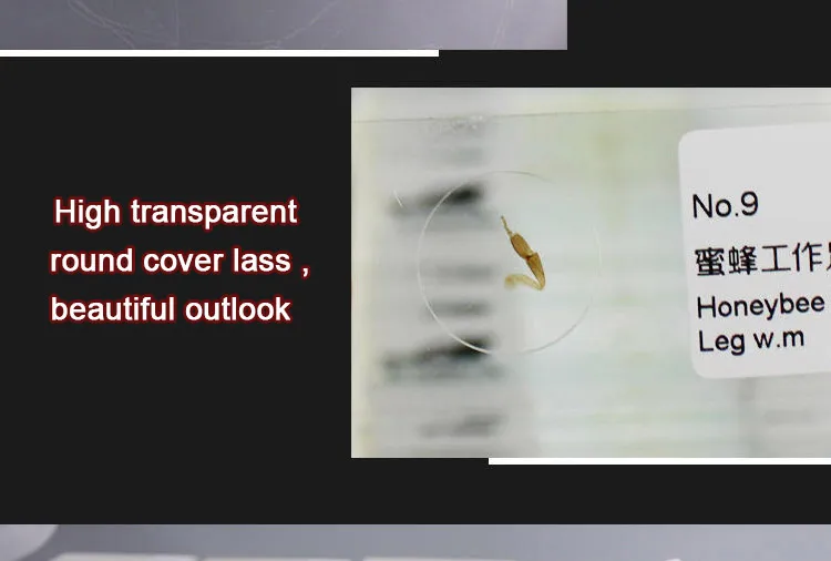 011 Entomology series microscope slides.jpg