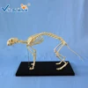 Professional cat skeleton