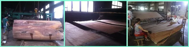 AB Grade Rotary Cut Natural PLB Wood Face Veneer For Plywood