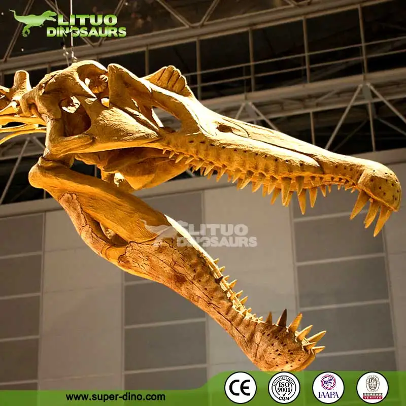 buy dinosaur skeleton real