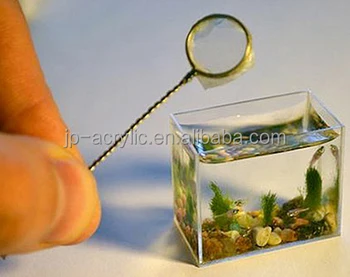 tiny aquarium fish