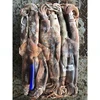 Big size seafrozen illex squid new caught supplier
