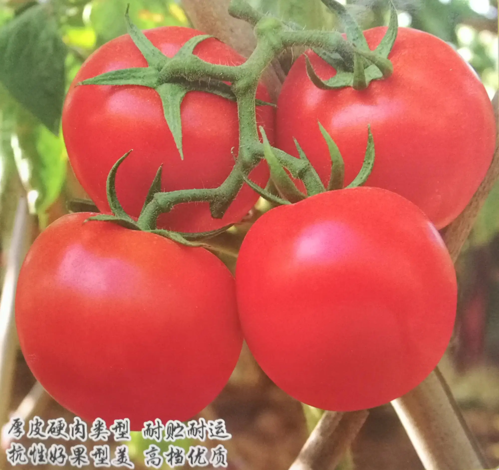 black vernissage tomato days to maturity