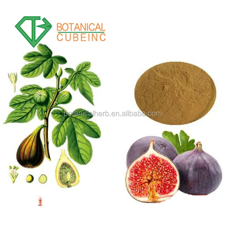 High Quality Natural Fig Extract/ Ficin/ficus Carica Extract Powder