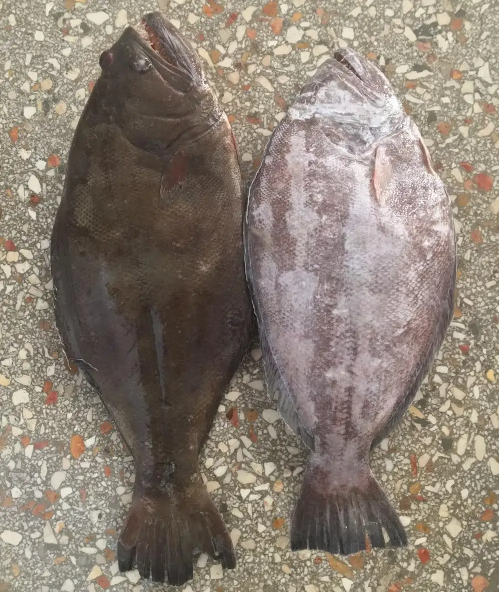 Frozen-Indian-Halibut-WR-2