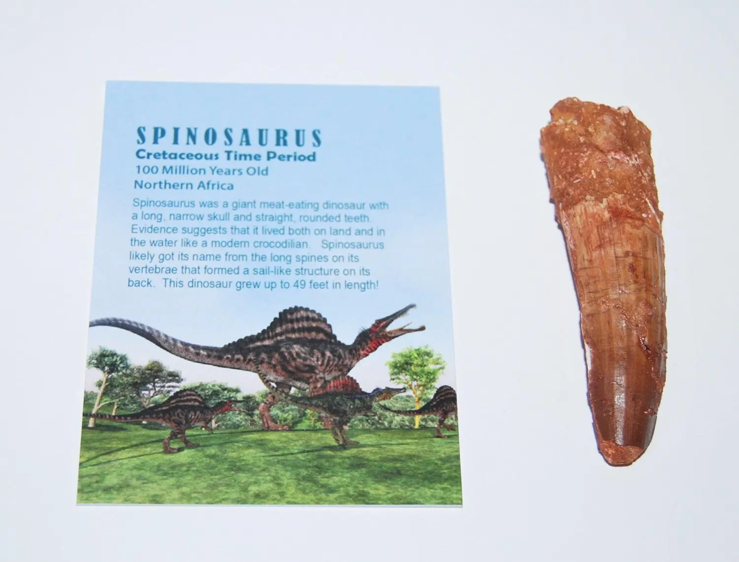 spinosaurus fossil