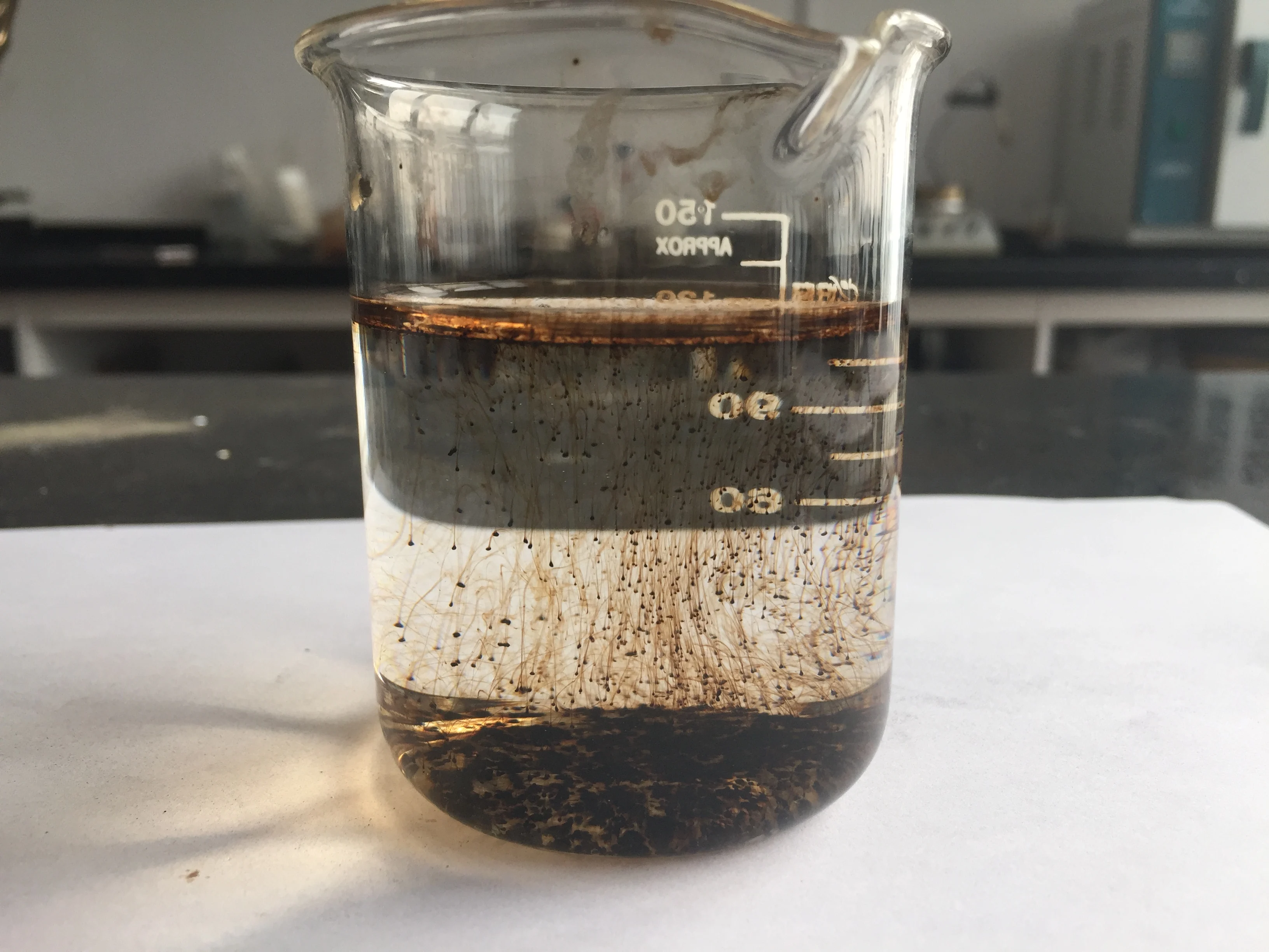 SeaferTime Star 100 (2).JPG