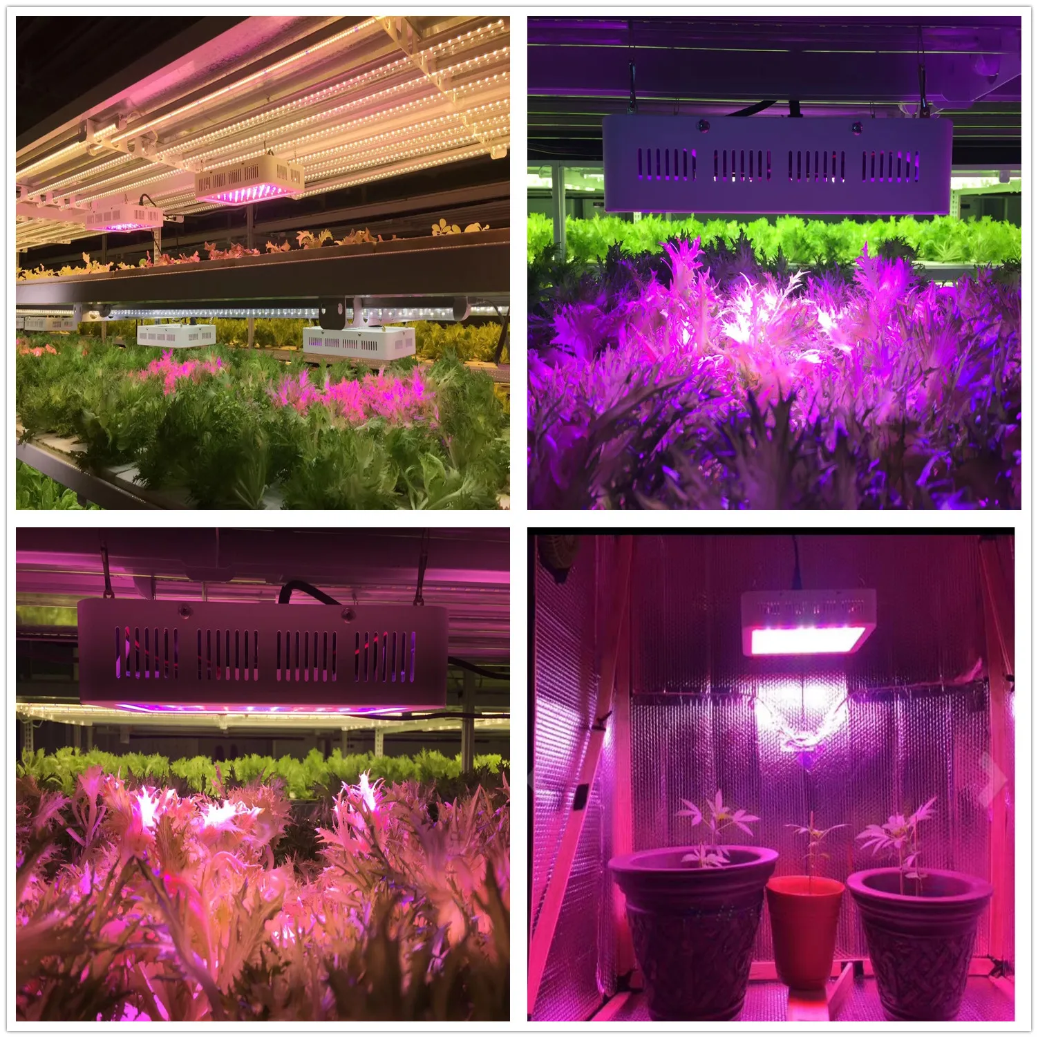 Hydroponic Growing Systems Full Spectrum High Par Cob 1000w Led Grow Light For Pant Growth Buy