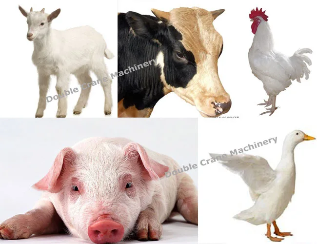 Hot sale ring die bird feed pellet making machine with price