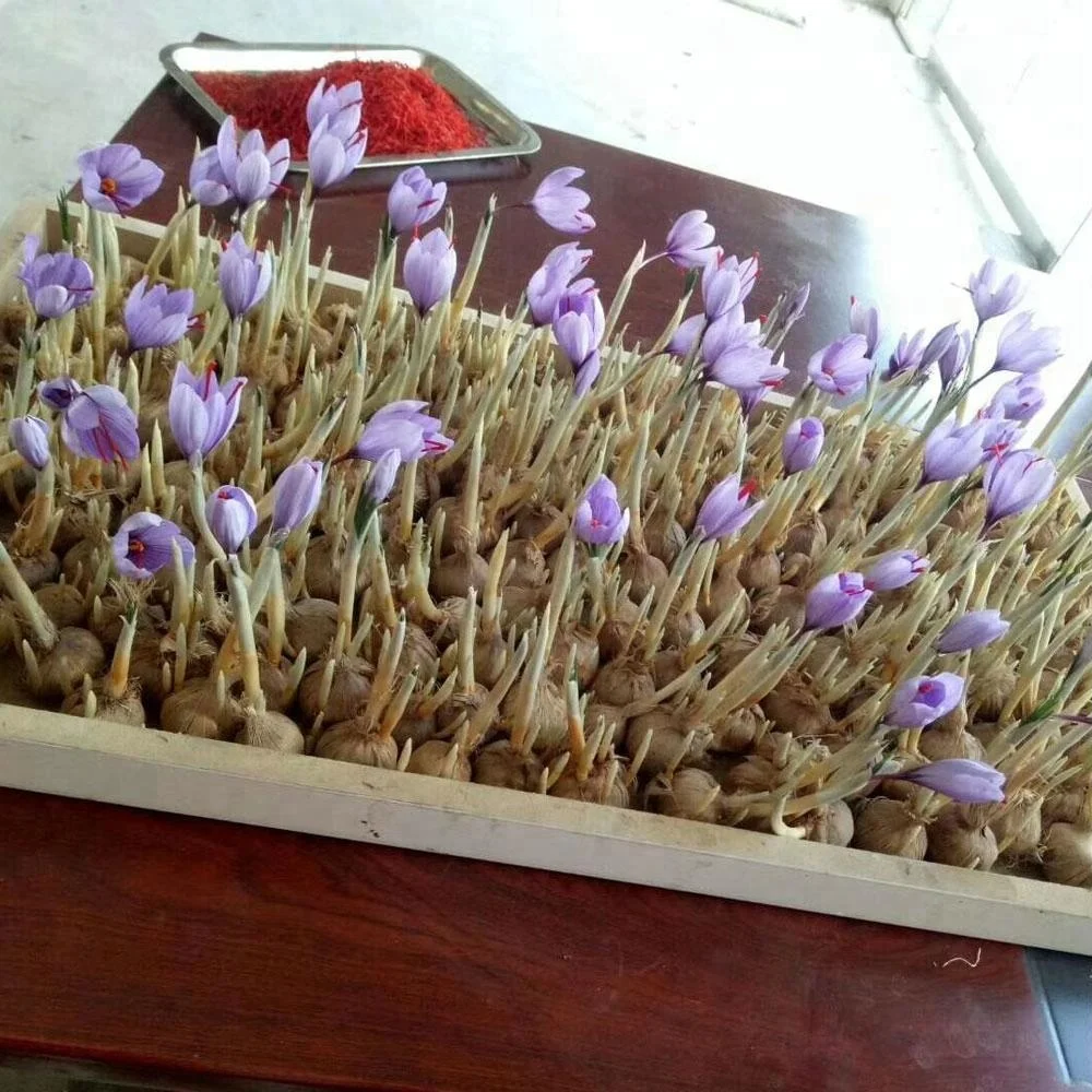 Touchhealthy Supply Bigger Saffron Bulb For Sale Buy Saffron Bulb