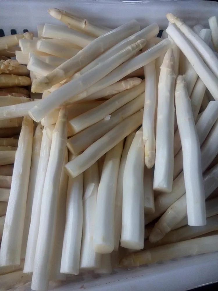 asparagus 02
