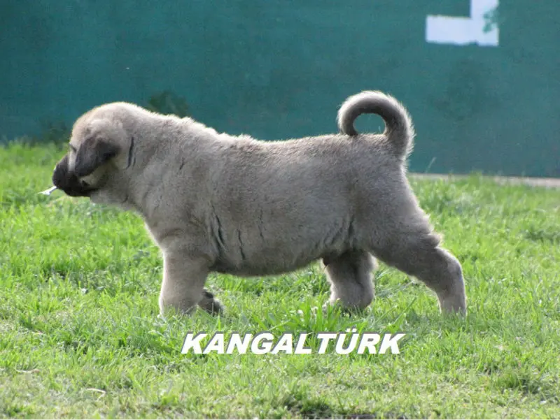 turkish kangal puppies for sale