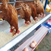 best price poultry farm used poultry chicken battery cages for layers for farmers in ghana