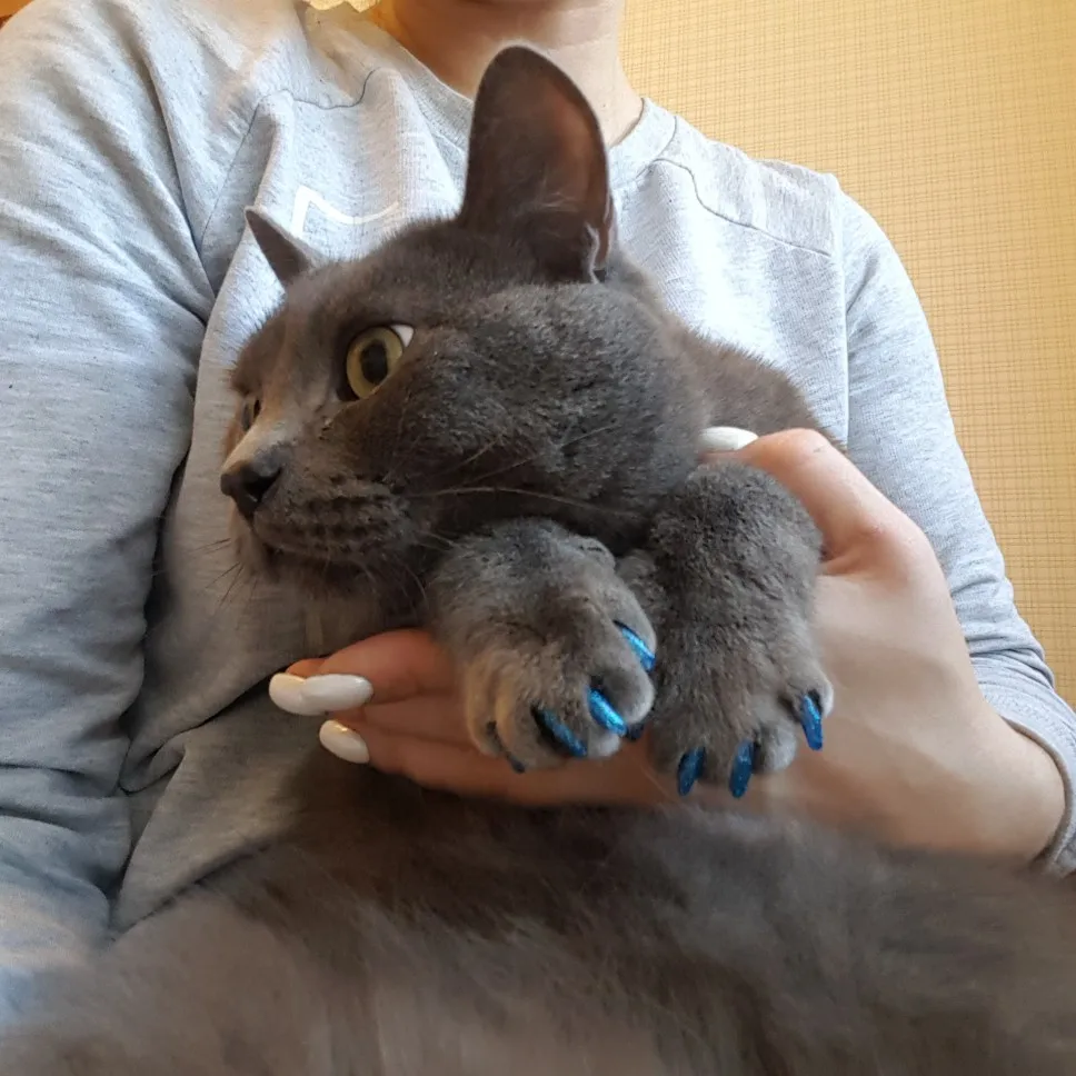 Hot Selling Summer Special Glitter Colour Soft Silicone Pet Nail Caps