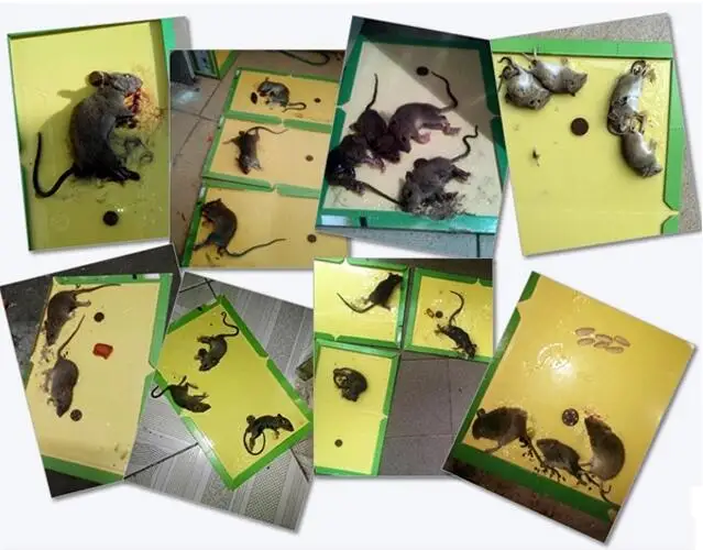 Hot Sell Yellow Sticky Glue Trap Adhesive Mice Mouse Buy Glue Trap
