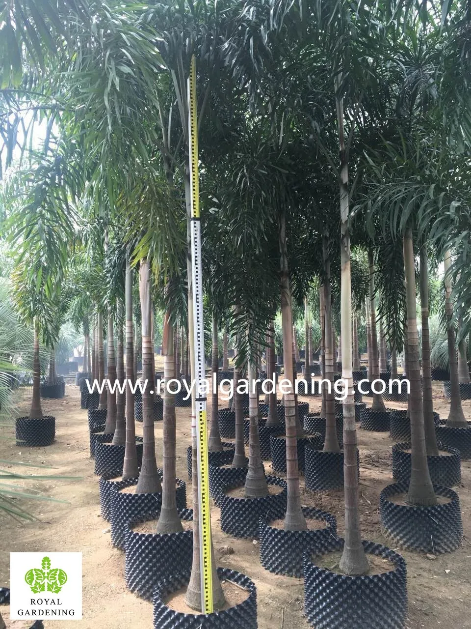 Wodyetia Bifurcata Foxtail Palm Palm Tree High 3 6m View Wodyetia Bifurcata Royal Gardening Product Details From Royal Gardening Nursery Guangzhou On Alibaba Com