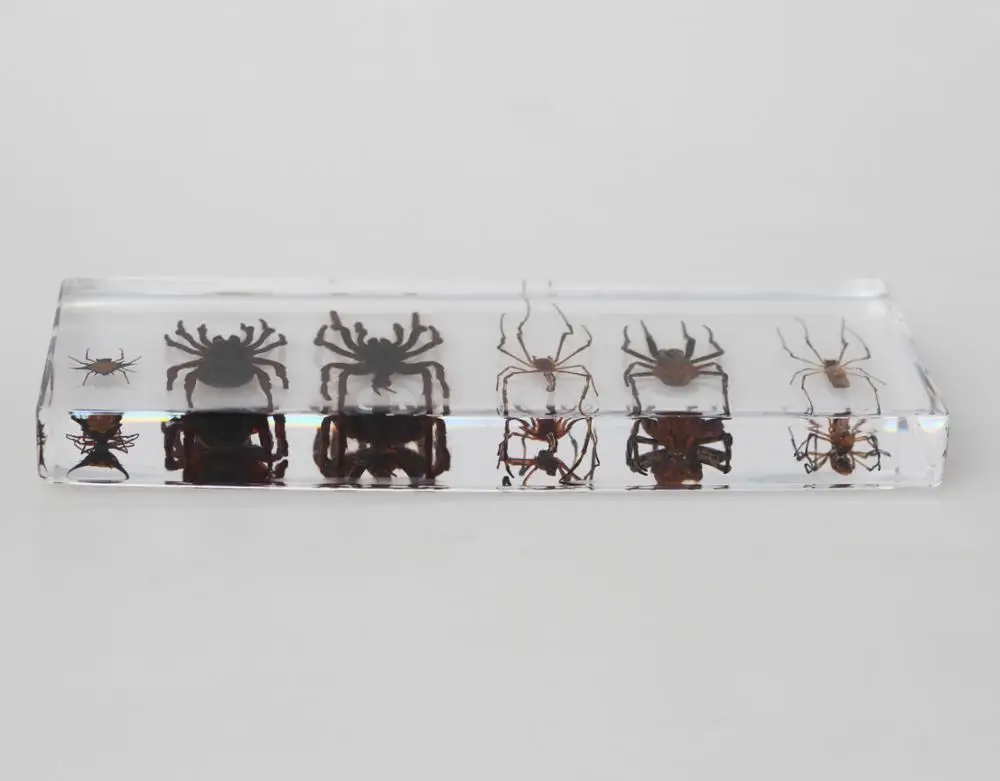 Wholesale 6 Kinds Of Real Spider Preserved Biological Specimens For
