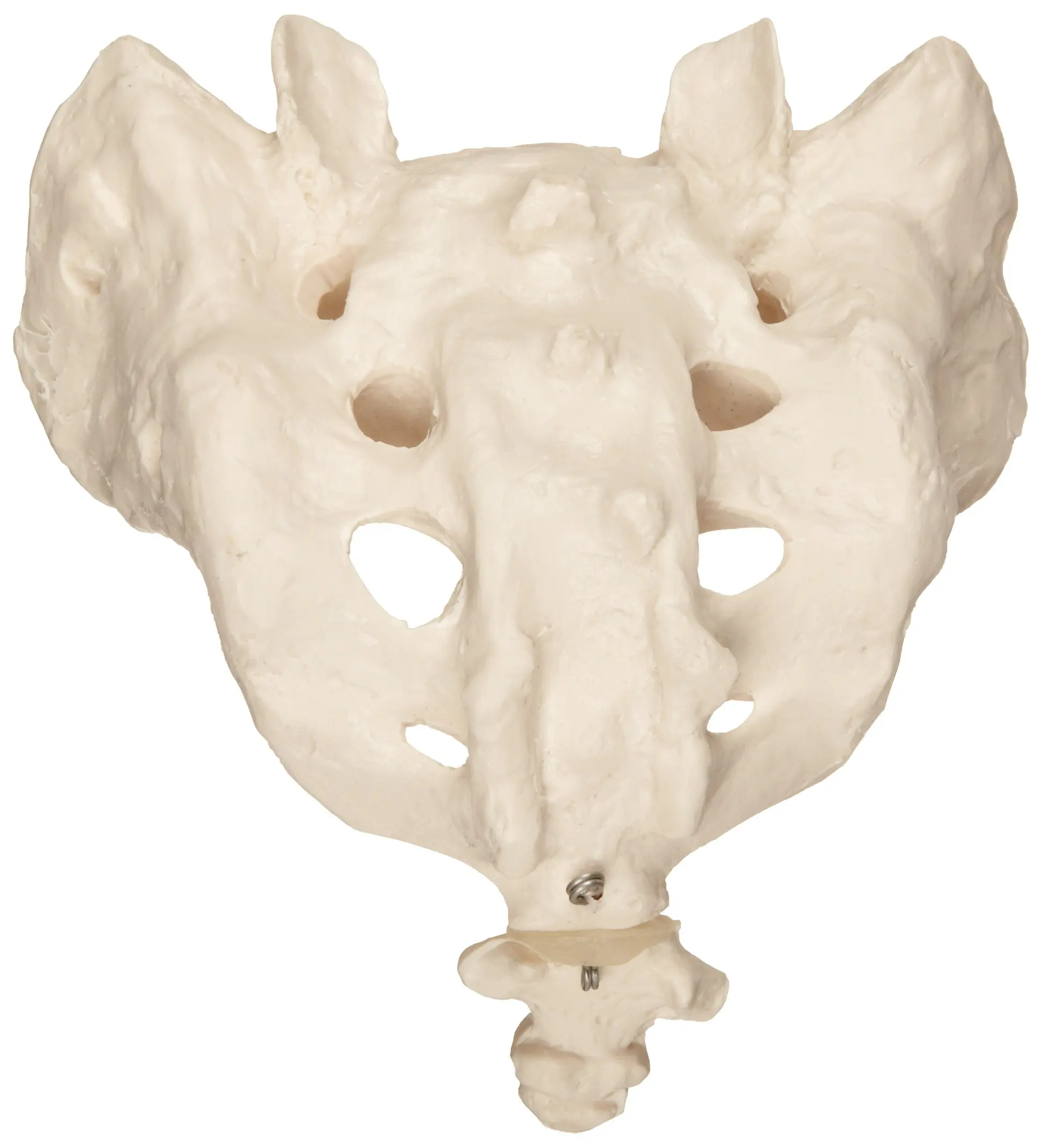 Musica sacrum. Coccyx. Sacrum Nemkovi фото.